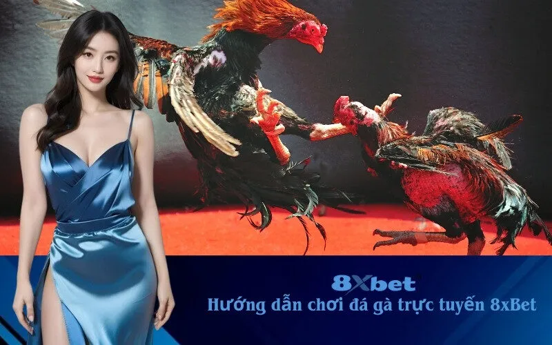 hướng dẫn chơi đá gà trực tuyến 8xBet